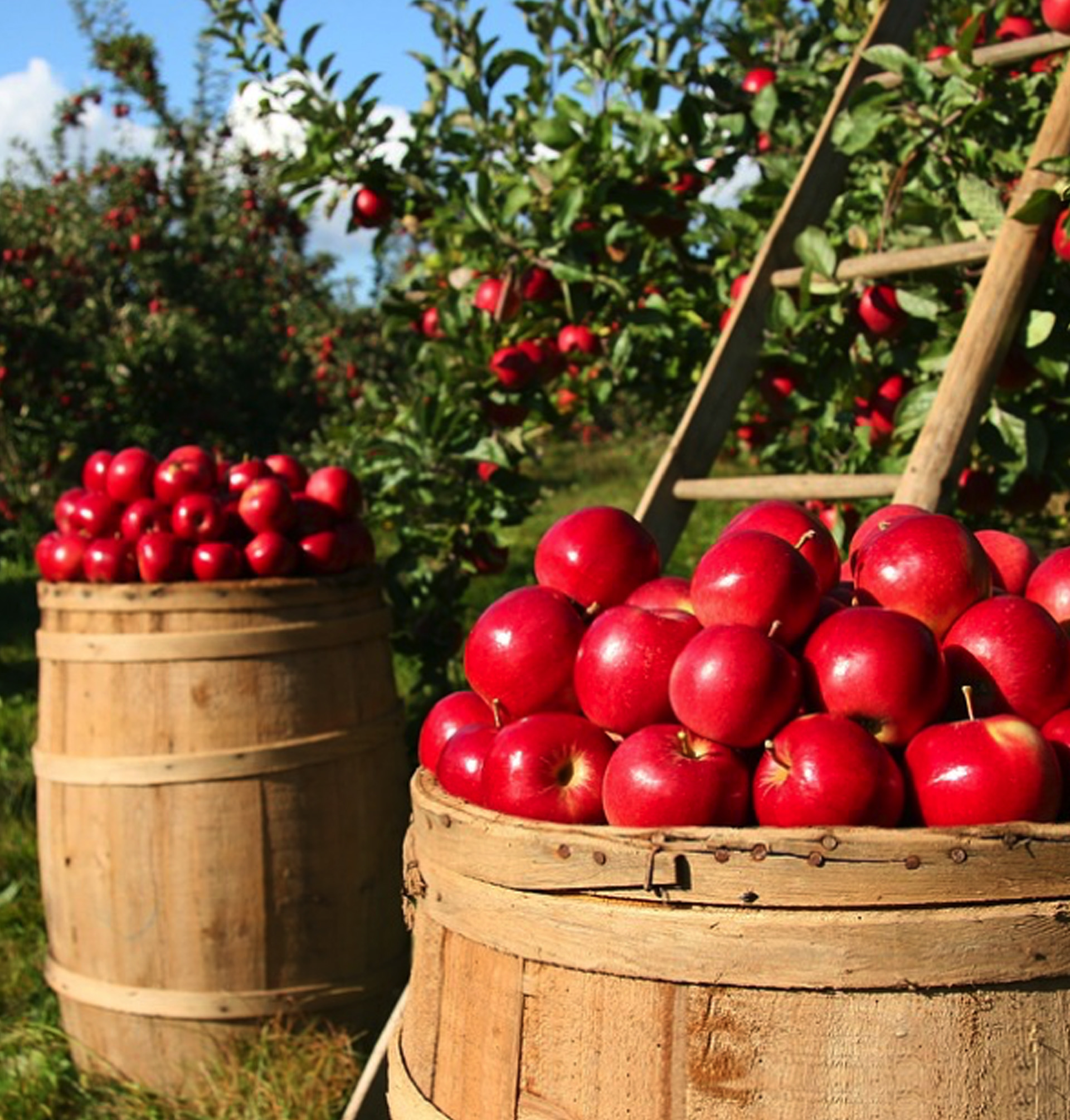 Tour The Orchards